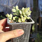 Cotyledon Pendens Variegado - Miniatura 4