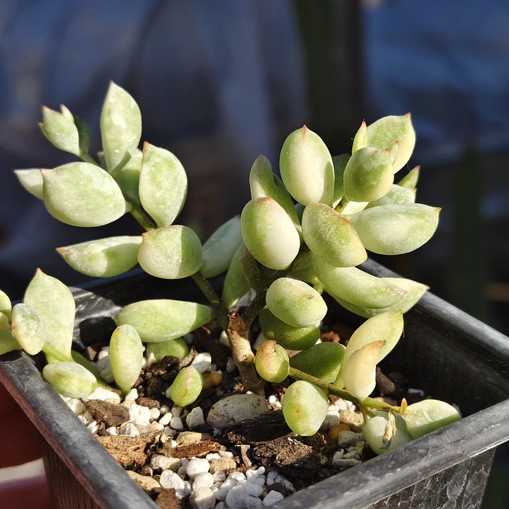 Cotyledon Pendens Variegado 1