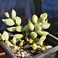 Cotyledon Pendens Variegado - Miniatura 1