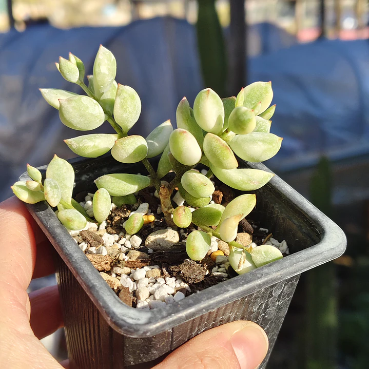 Cotyledon Pendens Variegado 2