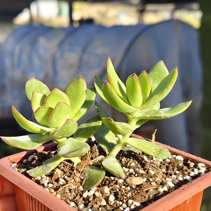 Crassula Dejecta 6