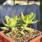 Crassula Dejecta - Miniatura 6