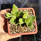 Crassula Dejecta - Miniatura 3