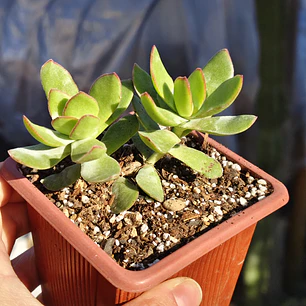 Crassula Dejecta