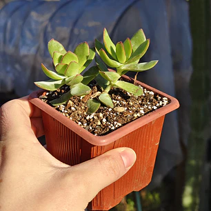 Crassula Dejecta