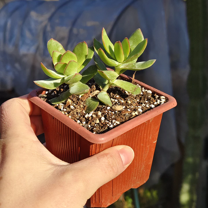 Crassula Dejecta 1