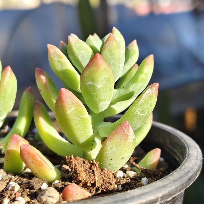 Sedeveria Hummelii 1