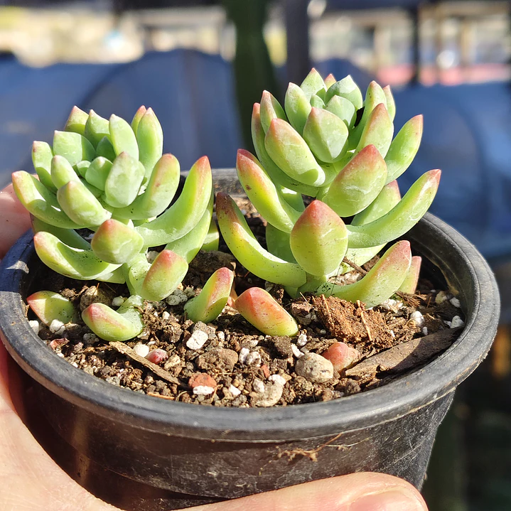 Sedeveria Hummelii 5