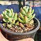 Sedeveria Hummelii - Miniatura 5