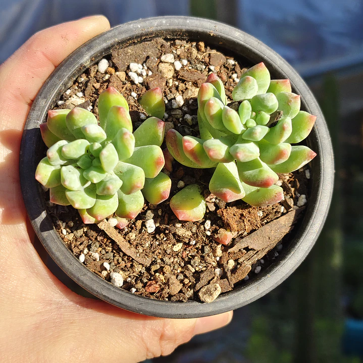 Sedeveria Hummelii 4