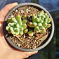 Sedeveria Hummelii - Miniatura 4