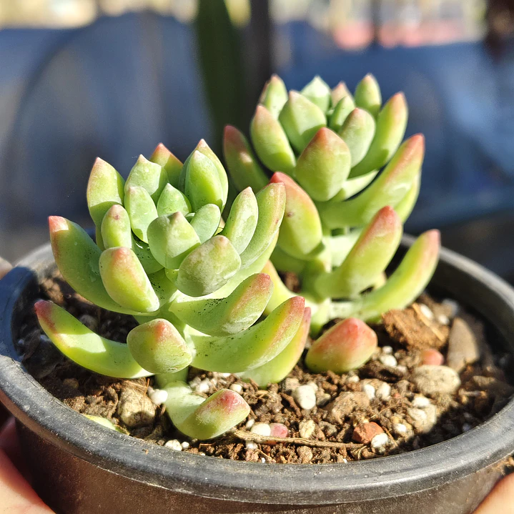 Sedeveria Hummelii 2