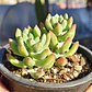 Sedeveria Hummelii - Miniatura 2