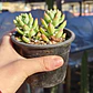 Sedeveria Hummelii - Miniatura 3