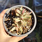 Crassula Candy Cane - Miniatura 4