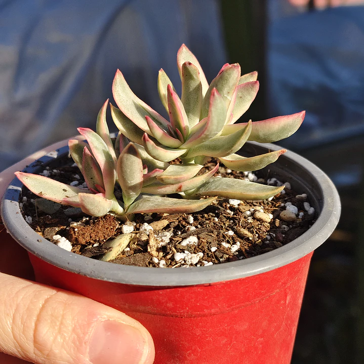 Crassula Candy Cane 1