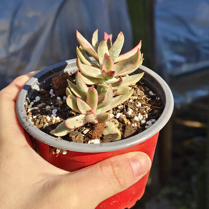 Crassula Candy Cane 3