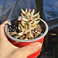 Crassula Candy Cane - Miniatura 3