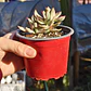 Crassula Candy Cane - Miniatura 2