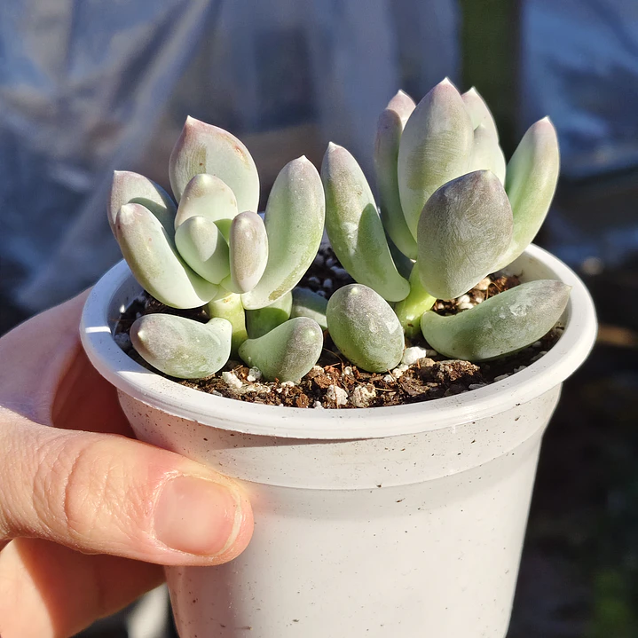 Pachyphytum Glatinicaule 1