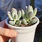 Pachyphytum Glatinicaule - Miniatura 1