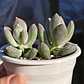 Pachyphytum Glatinicaule - Miniatura 2