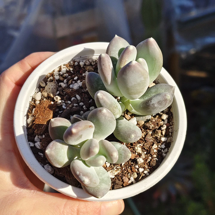 Pachyphytum Glatinicaule 3