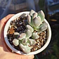 Pachyphytum Glatinicaule - Miniatura 3