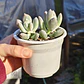 Pachyphytum Glatinicaule - Miniatura 4