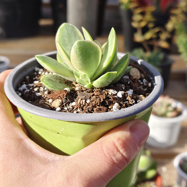 Crassula Money Maker Variegada 1