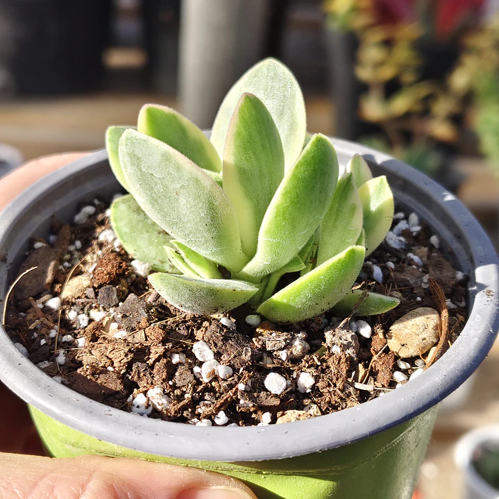 Crassula Money Maker Variegada 6