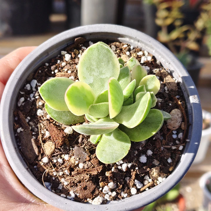 Crassula Money Maker Variegada 5