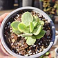 Crassula Money Maker Variegada - Miniatura 5