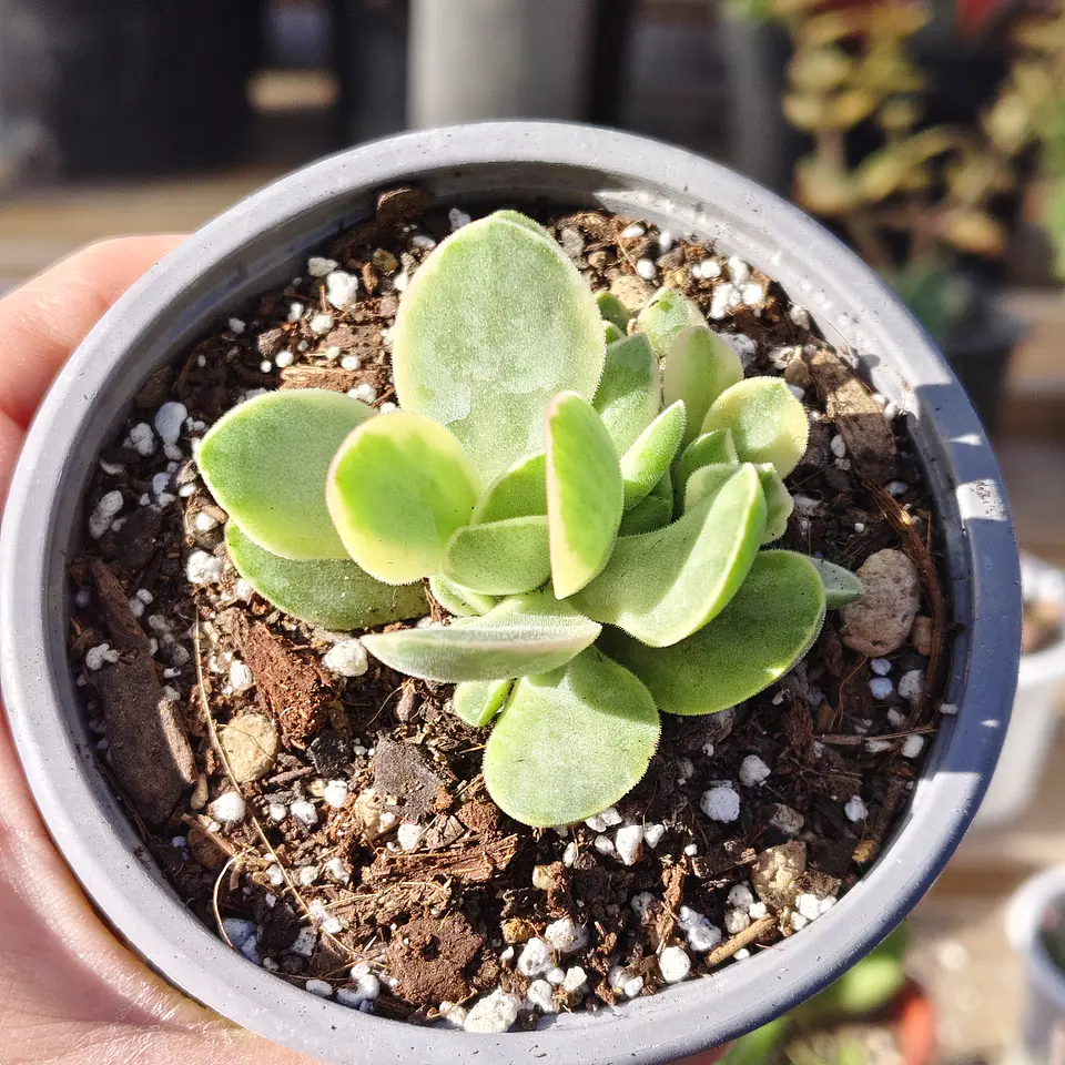 Crassula Money Maker Variegada 5