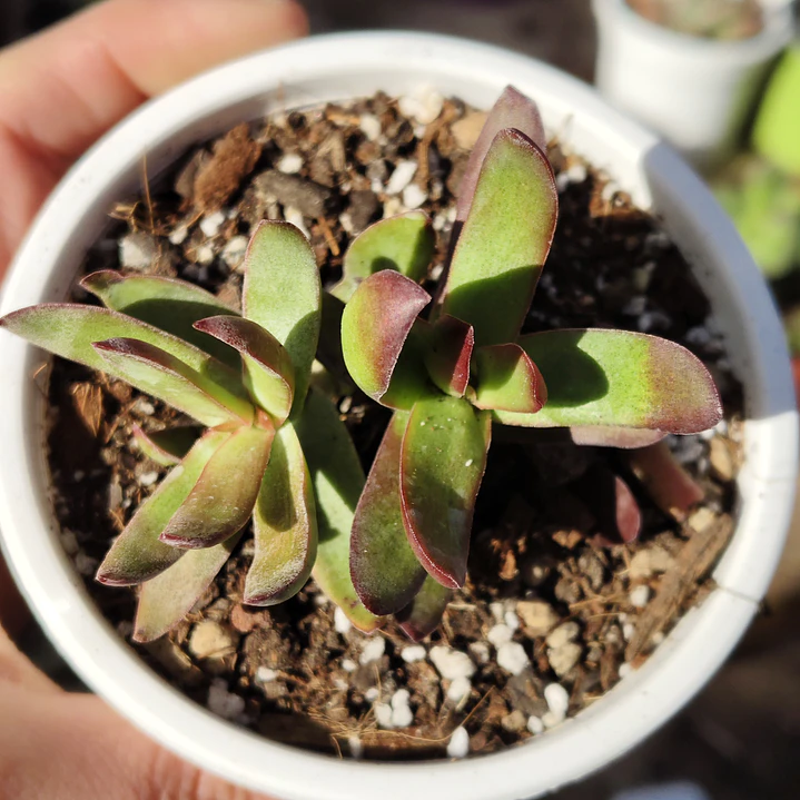 Crassula Rubricaulis 4