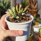 Crassula Rubricaulis - Miniatura 3