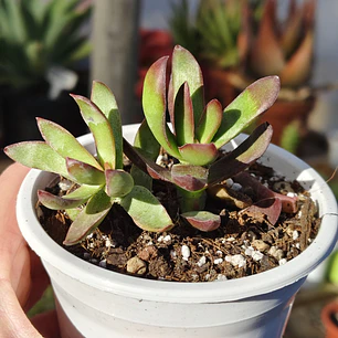 Crassula Rubricaulis