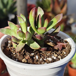 Crassula Rubricaulis