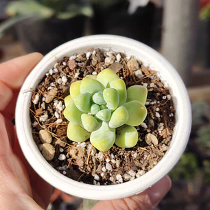Sedum Trealesei 