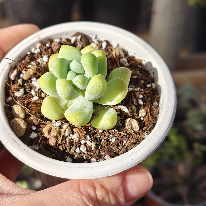 Sedum Trealesei  4