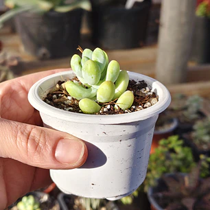 Sedum Trealesei 