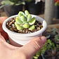 Sedum Trealesei  - Miniatura 3