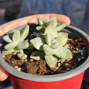 Graptoveria Victor Kane