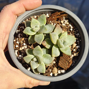 Graptoveria Victor Kane