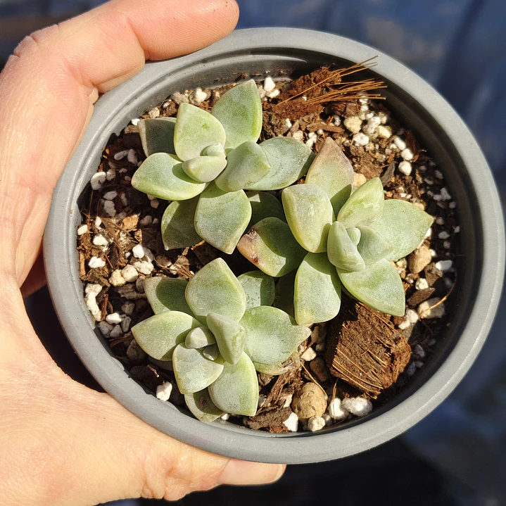 Graptoveria Victor Kane 1