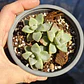 Graptoveria Victor Kane - Miniatura 1
