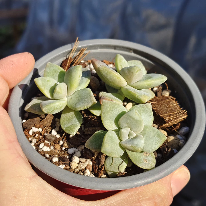 Graptoveria Victor Kane 3