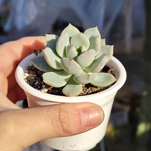 Graptoveria A Grim One