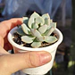 Graptoveria A Grim One - Miniatura 2
