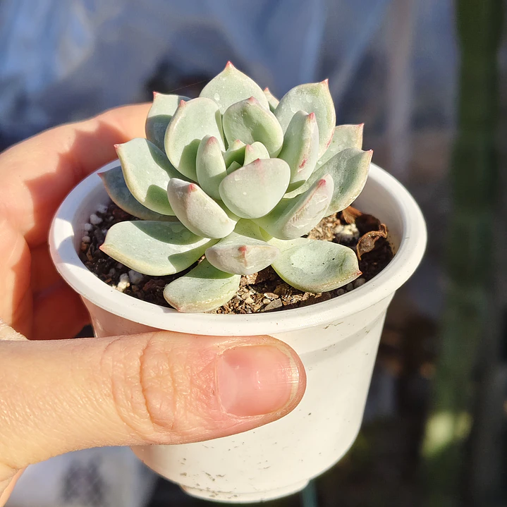 Graptoveria A Grim One 1